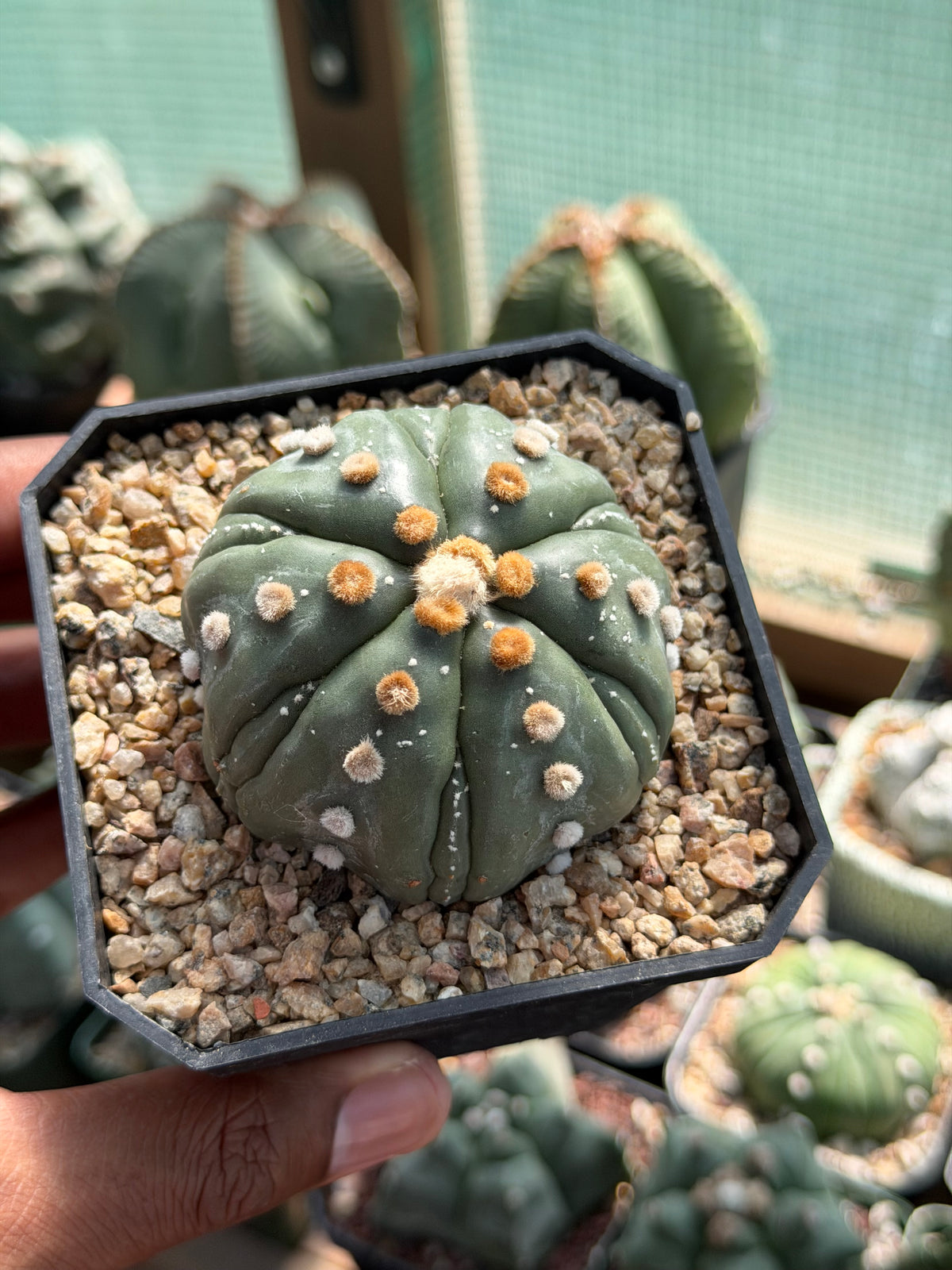 Astrophytum asterias Fukuryu