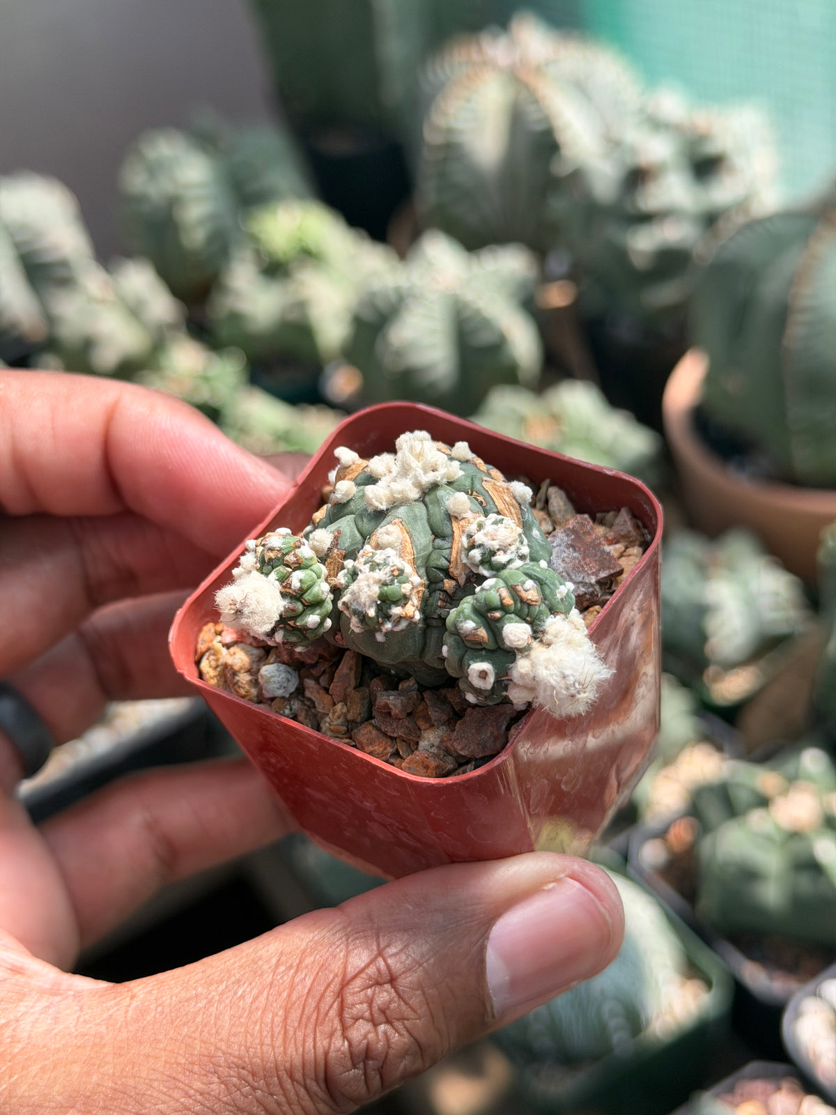 Astrophytum asterias Kikko Lizard Skin