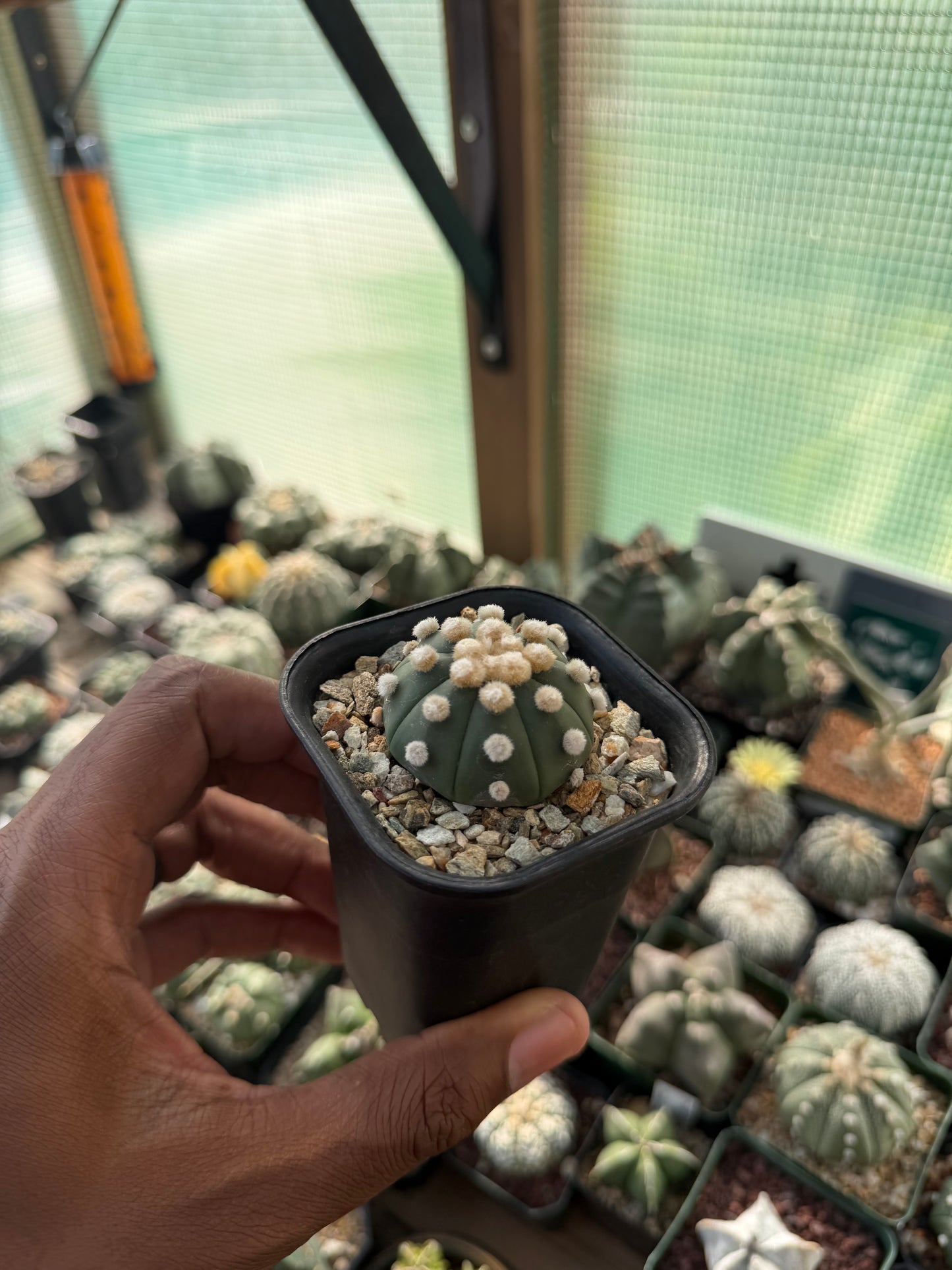 Astrophytum asterias Ooibo