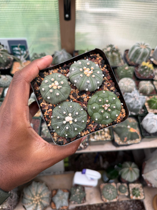 Astrophytum asterias Bundle