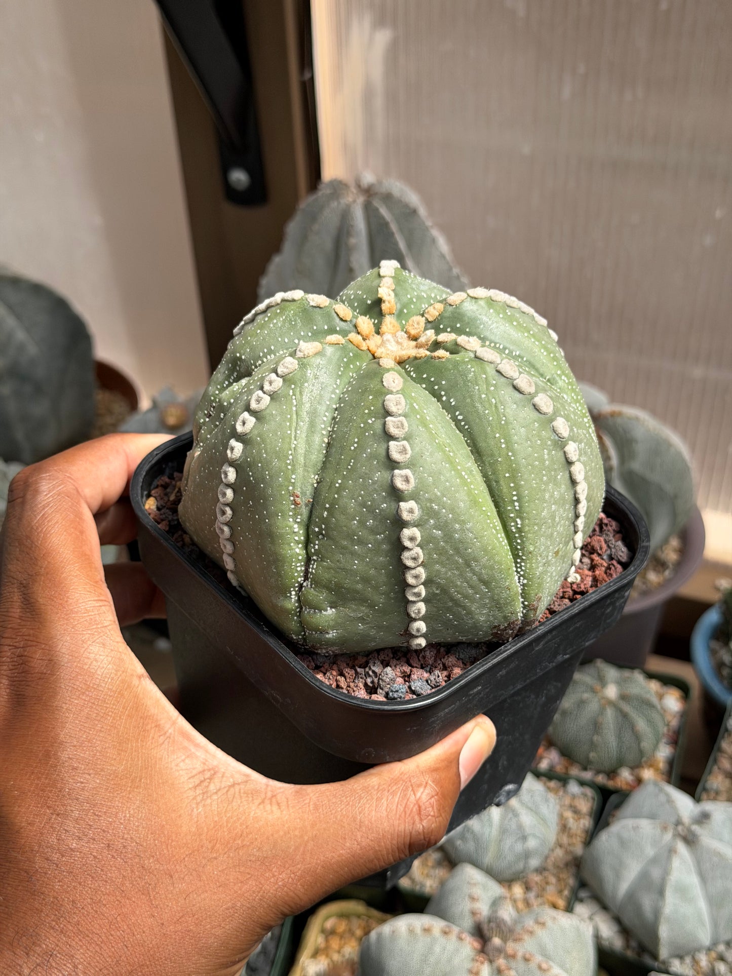Astrophytum asterias Rensei Fukuryu