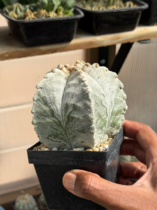 Astrophytum myriostigma strongylogonum