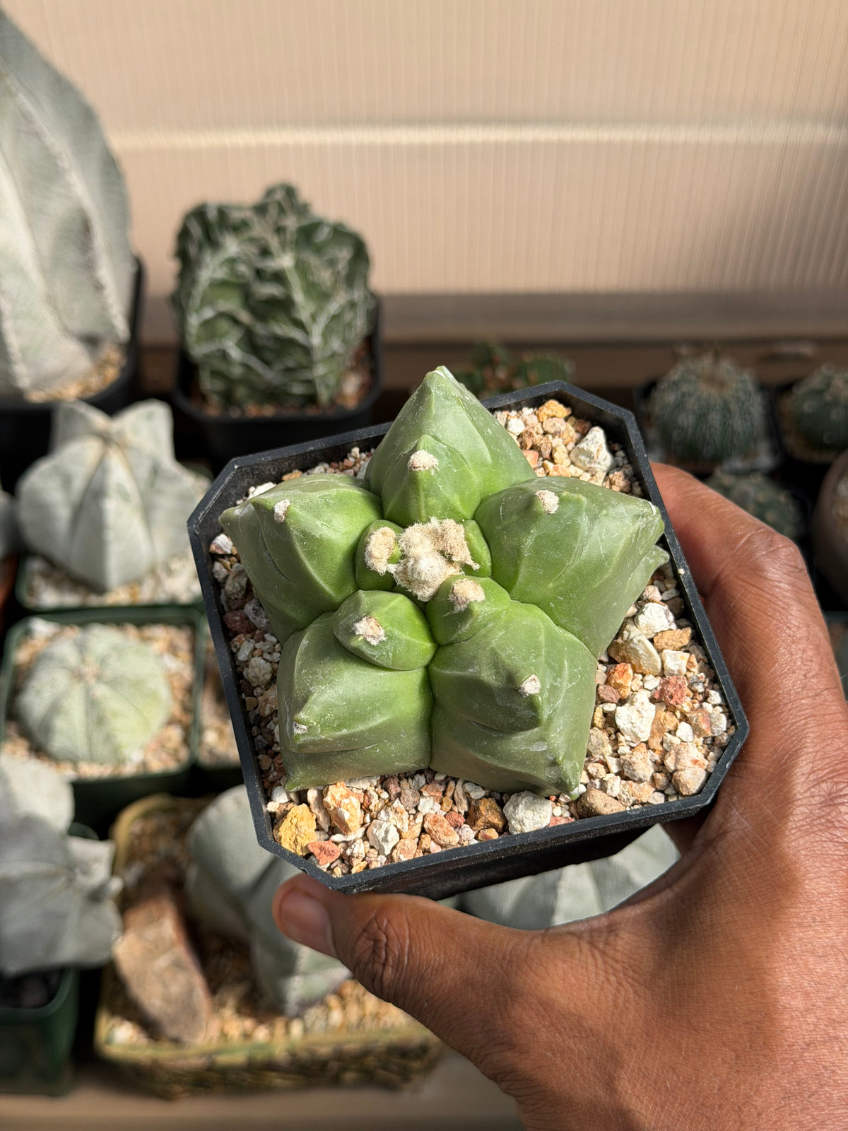Astrophytum myriostigma Kikko