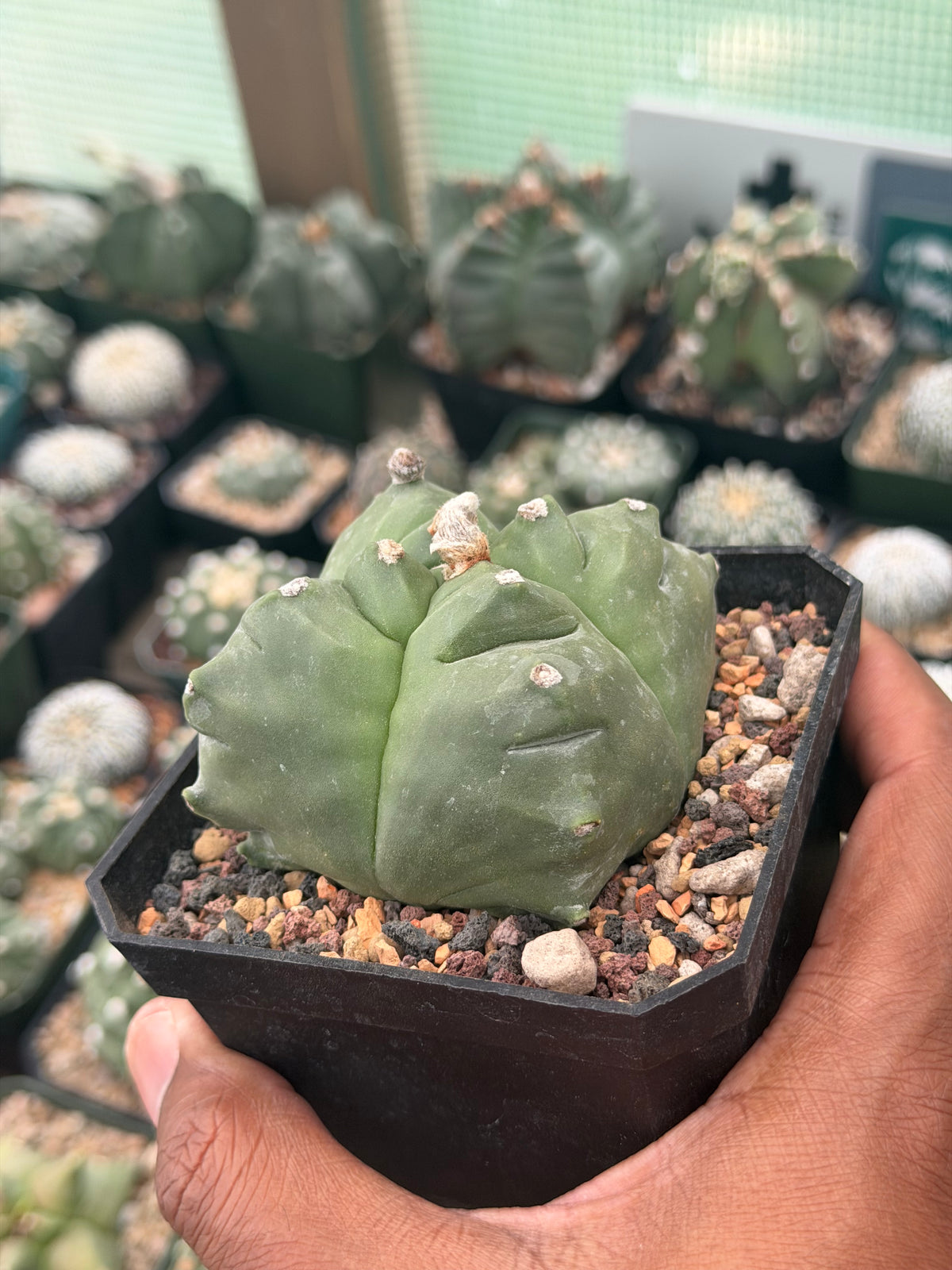 Astrophytum myriostigma Kikko quadricostatum