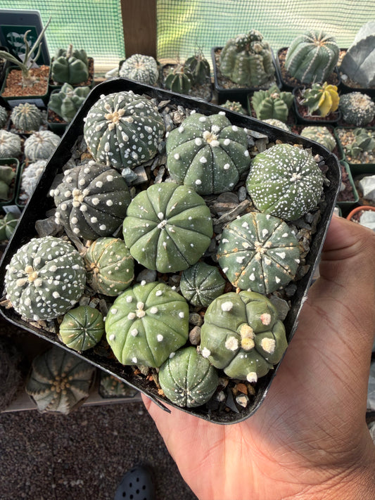 Astrophytum asterias Super Bundle!