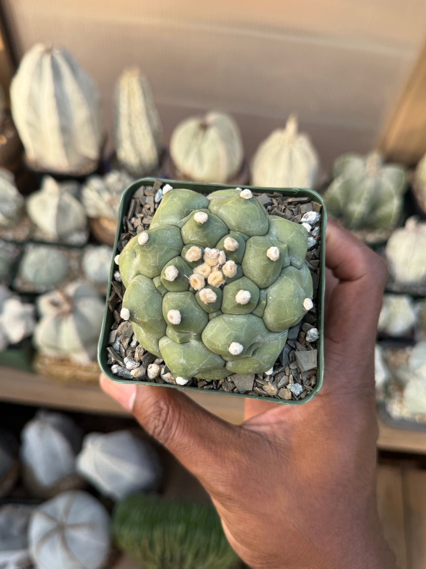 Astrophytum asterias Kikko