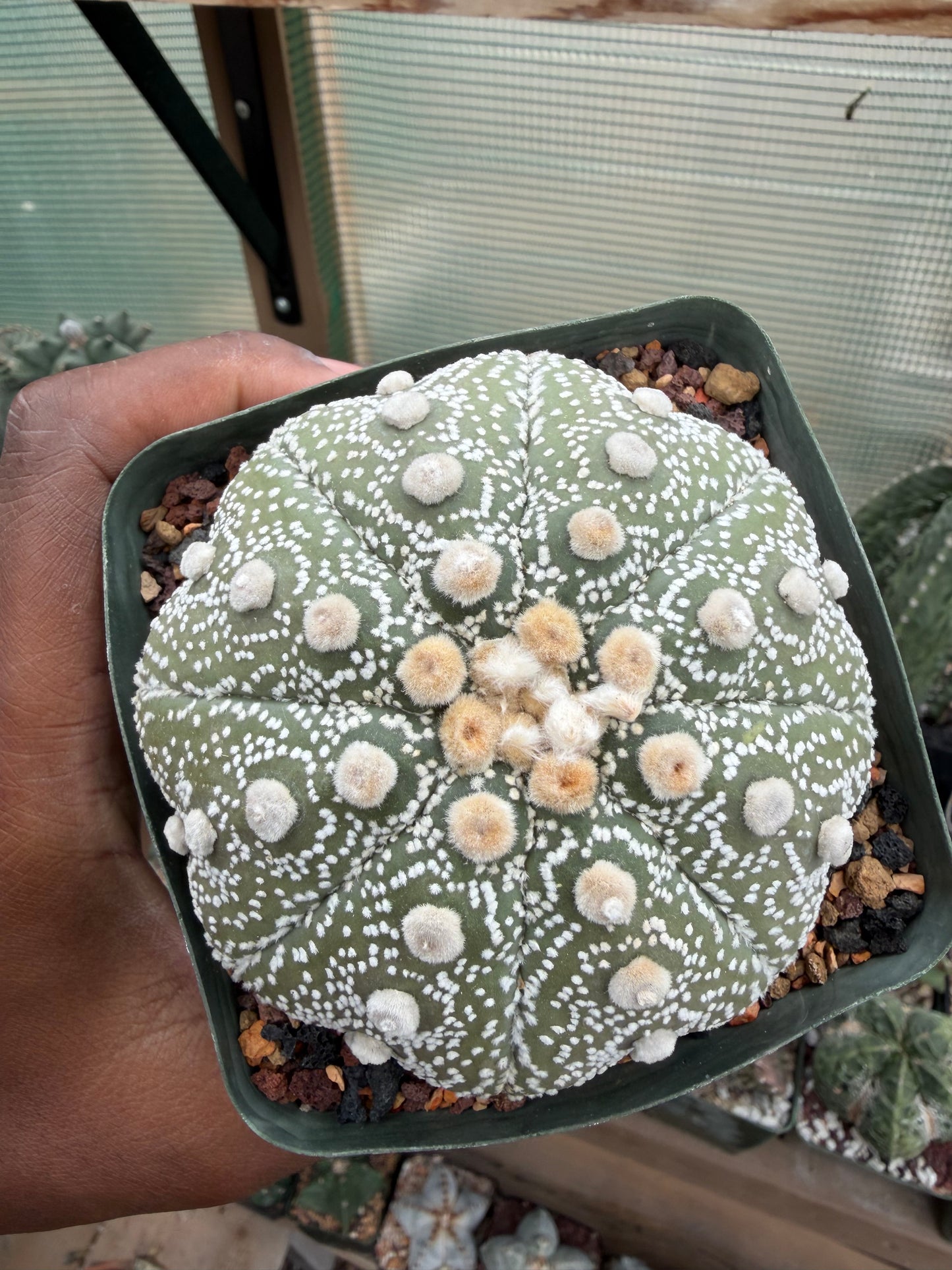 Astrophytum asterias Yamamoto Kabuto