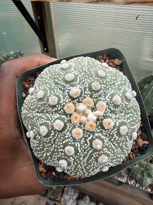 Astrophytum asterias Yamamoto Kabuto