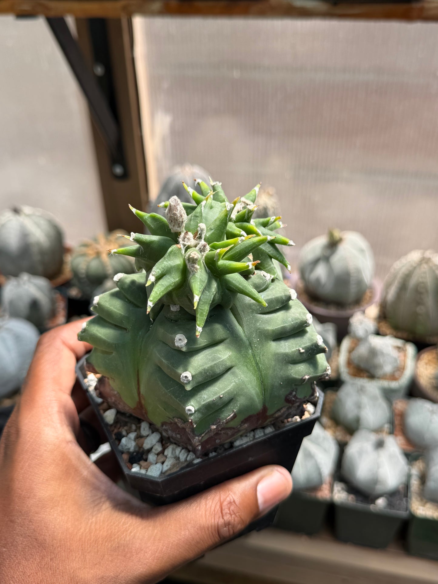 Astrophytum myriostigma Kikko Wierdo!