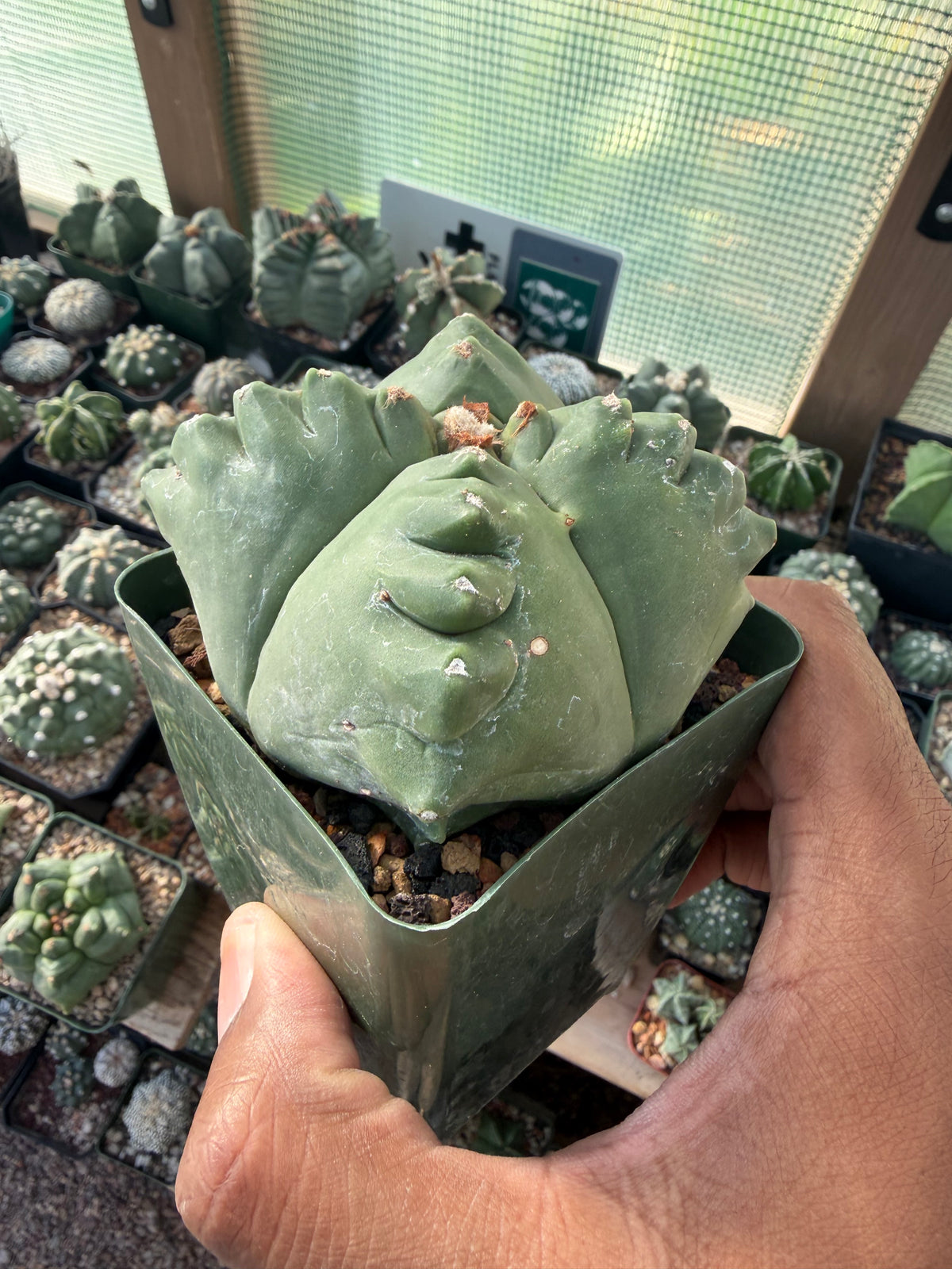 Astrophytum myriostigma Kikko quadricostatum