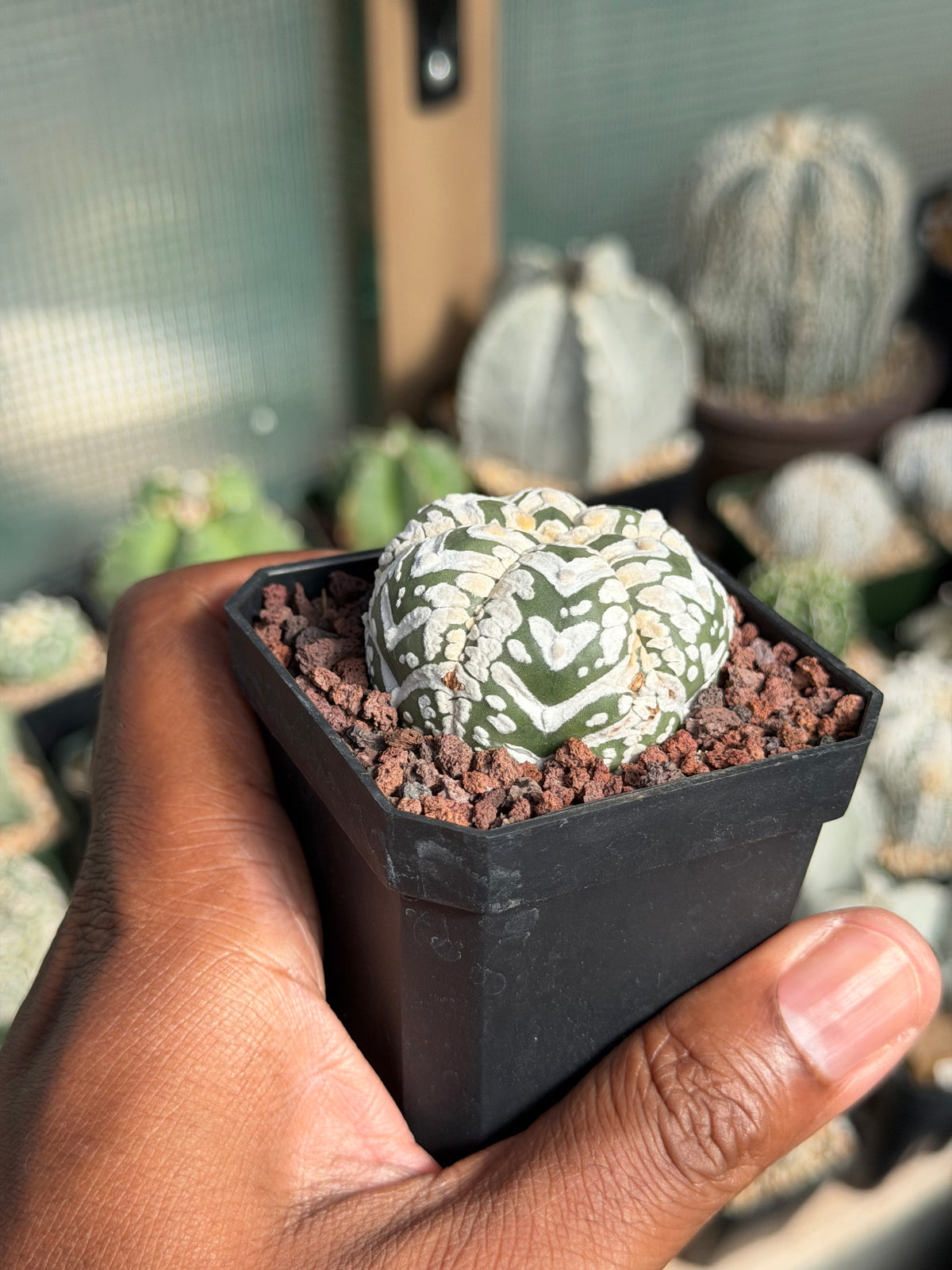 Astrophytum asterias Superkabuto V-Type