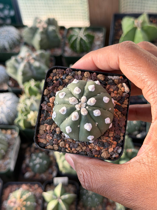 Astrophytum asterias