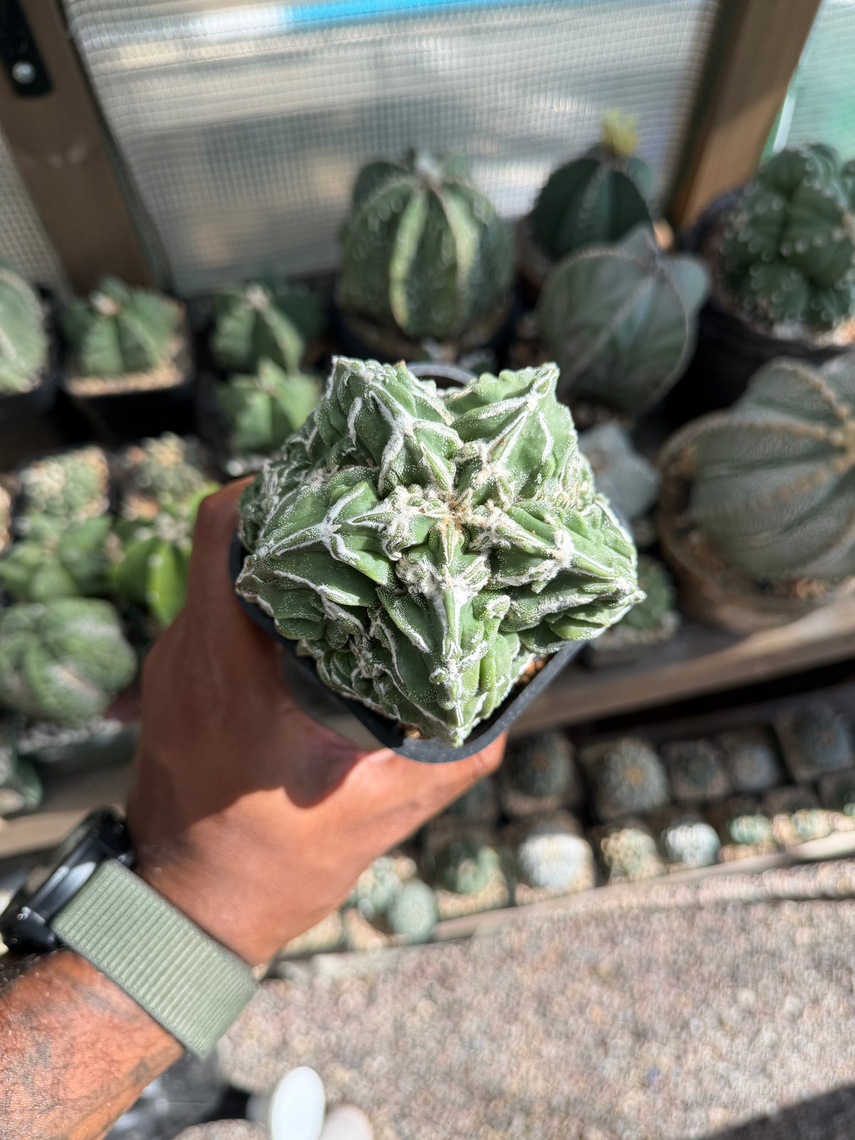 Astrophytum myriostigma Fukuryu Hakujo