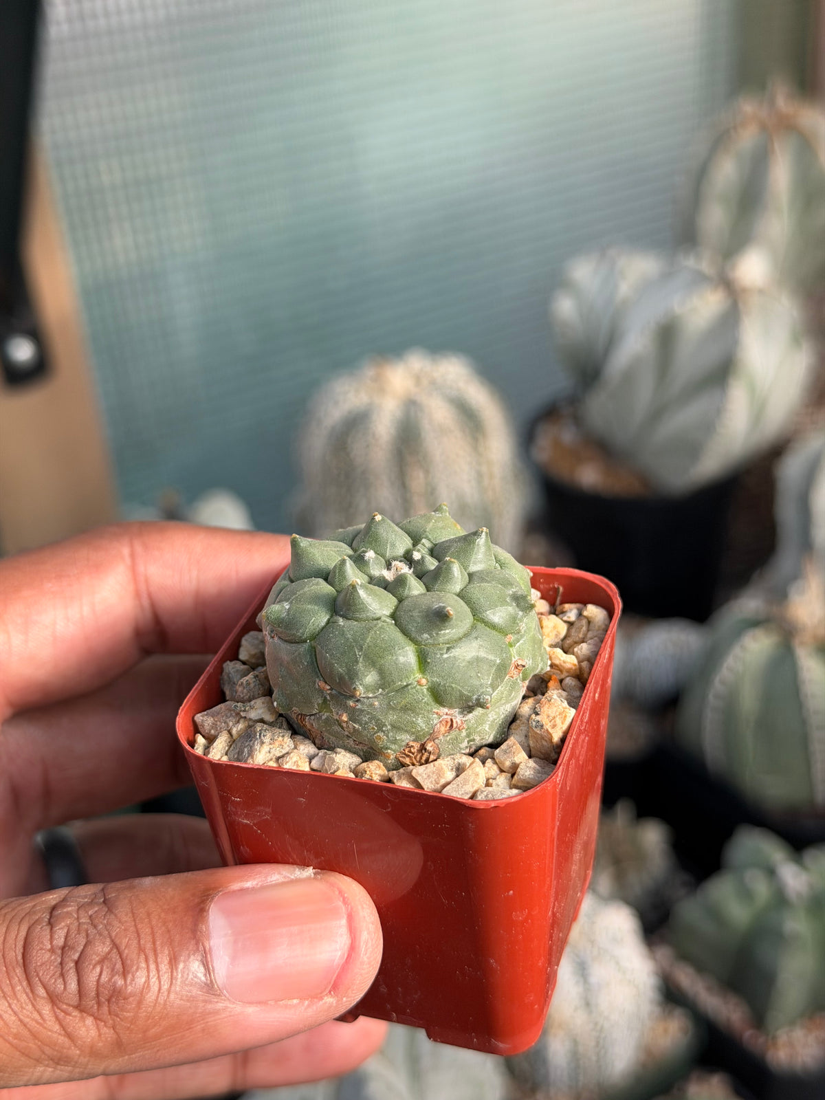 Astrophytum asterias Kikko Durian