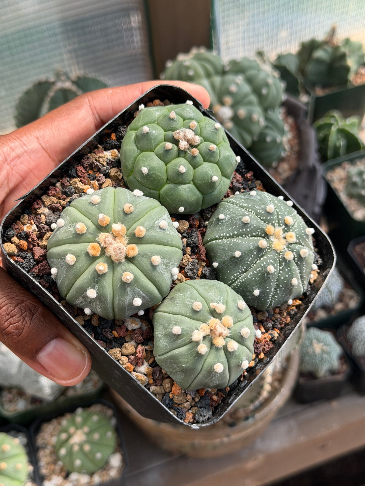 Astrophytum asterias Bundle