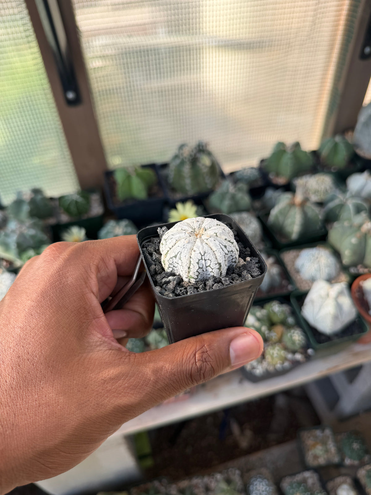Astrophytum asterias Star Shape Snow