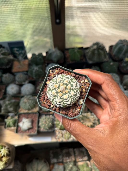 Astrophytum asterias Superkabuto V-Type