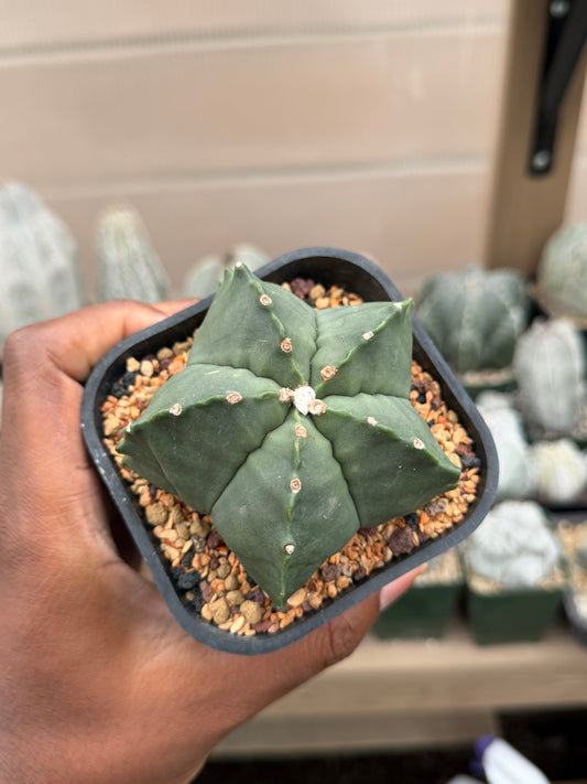 Astrophytum myriostigma strongylogonum