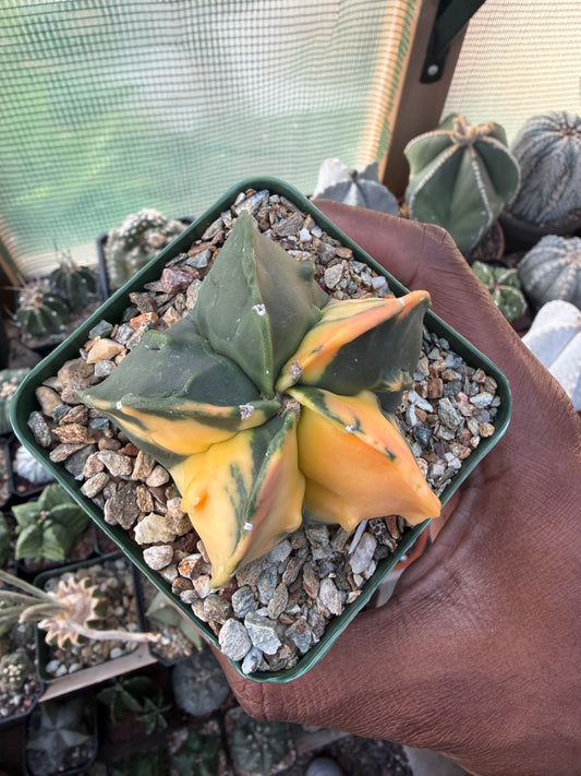Astrophytum myriostigma Fukuryu Variegated