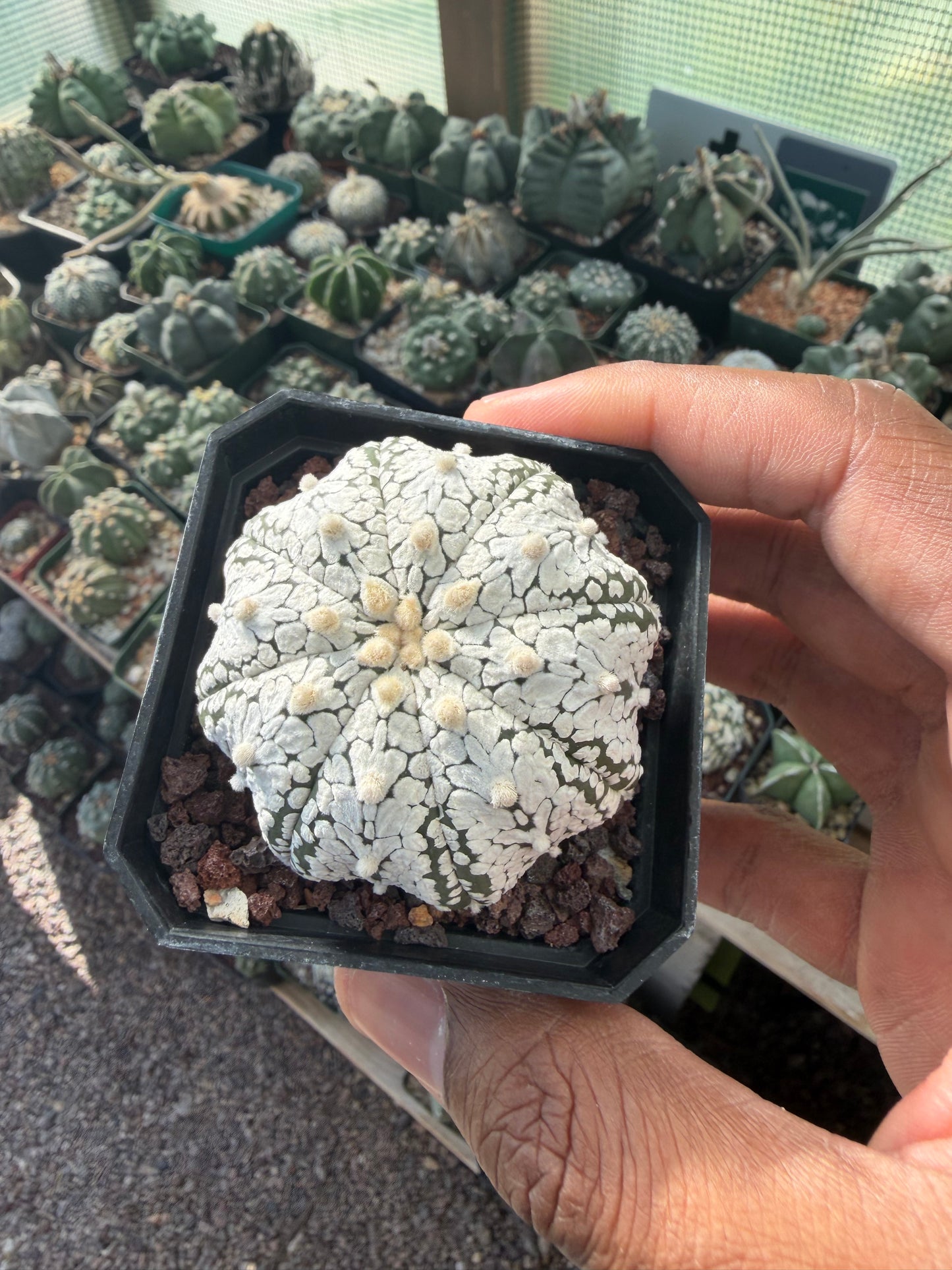Astrophytum asterias Star Shape Snow