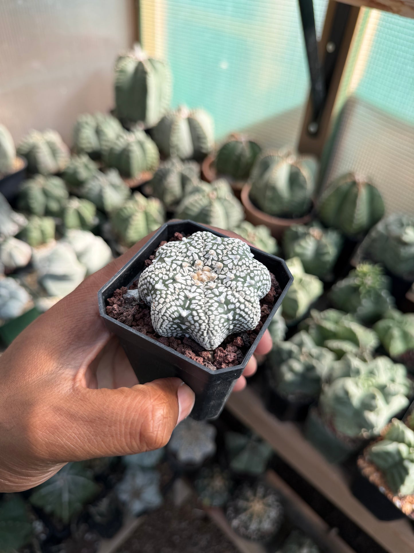 Astrophytum asterias Superkabuto Star Shape