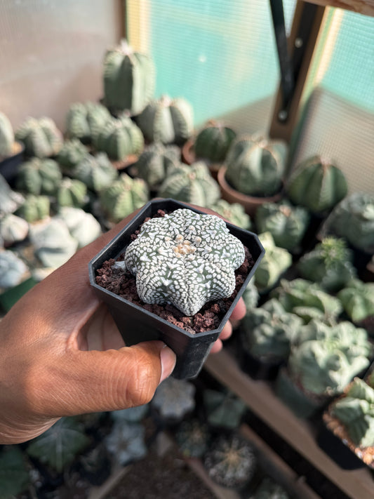 Astrophytum asterias Superkabuto Star Shape