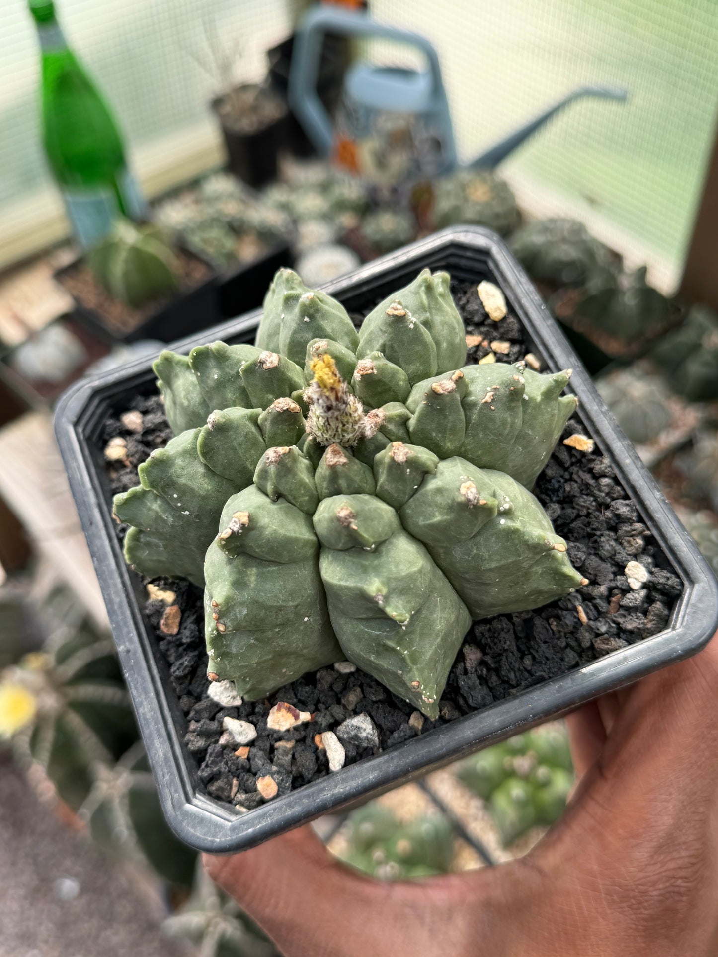 Astrophytum myriostigma Kikko Multicoastatum