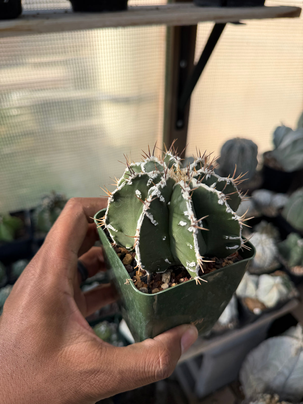 Astrophytum ornatum Fukuryu Hania