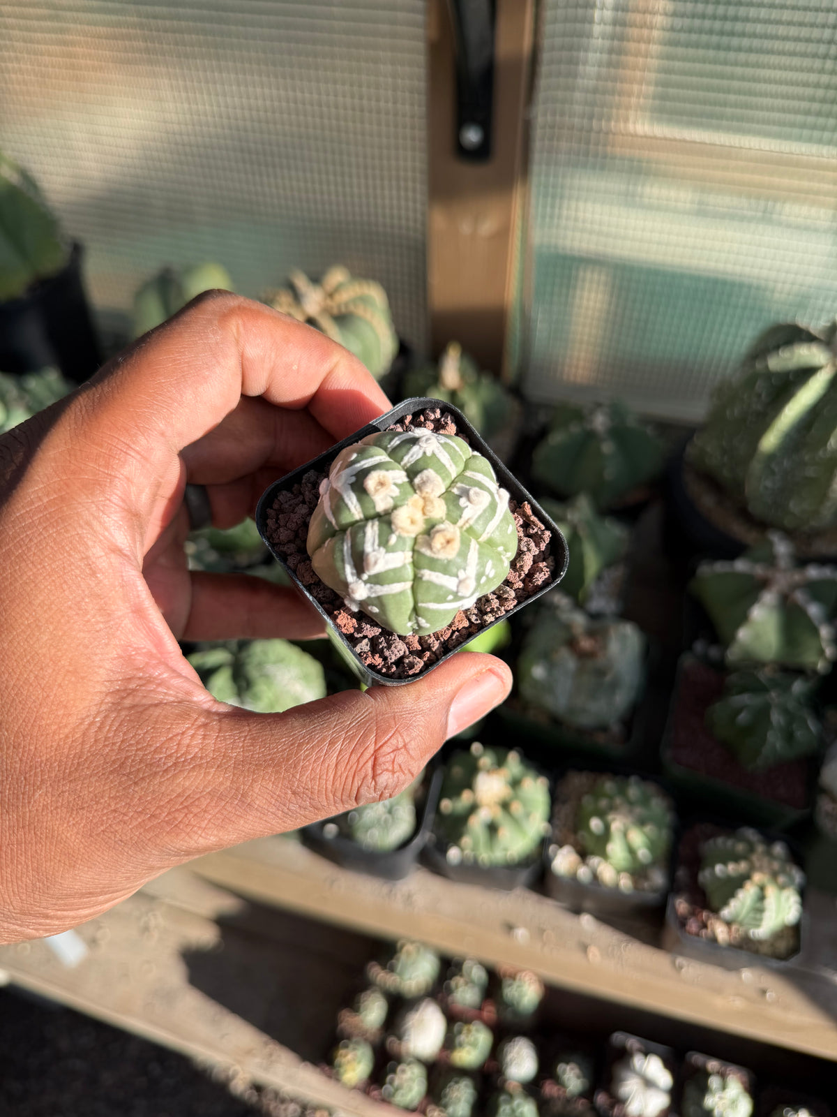 Astrophytum asterias Superkabuto V-Type Goryo