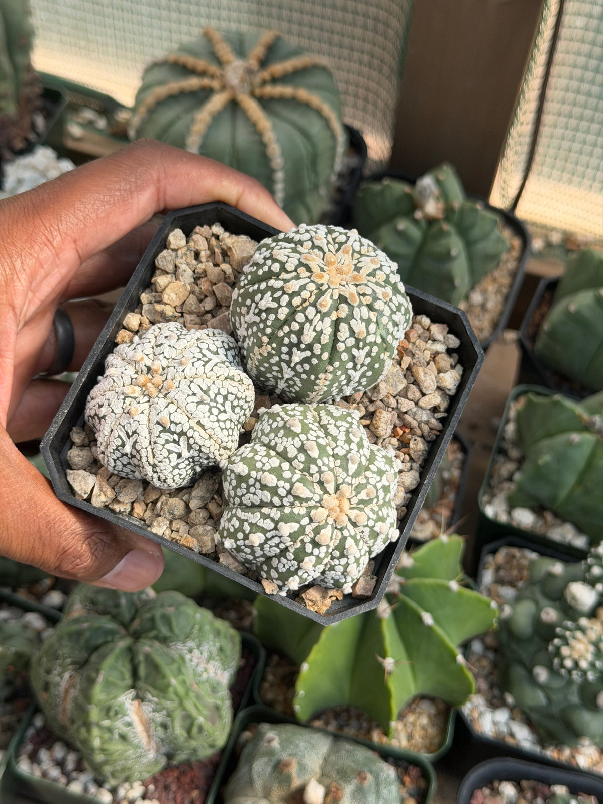 Astrophytum asterias Bundle
