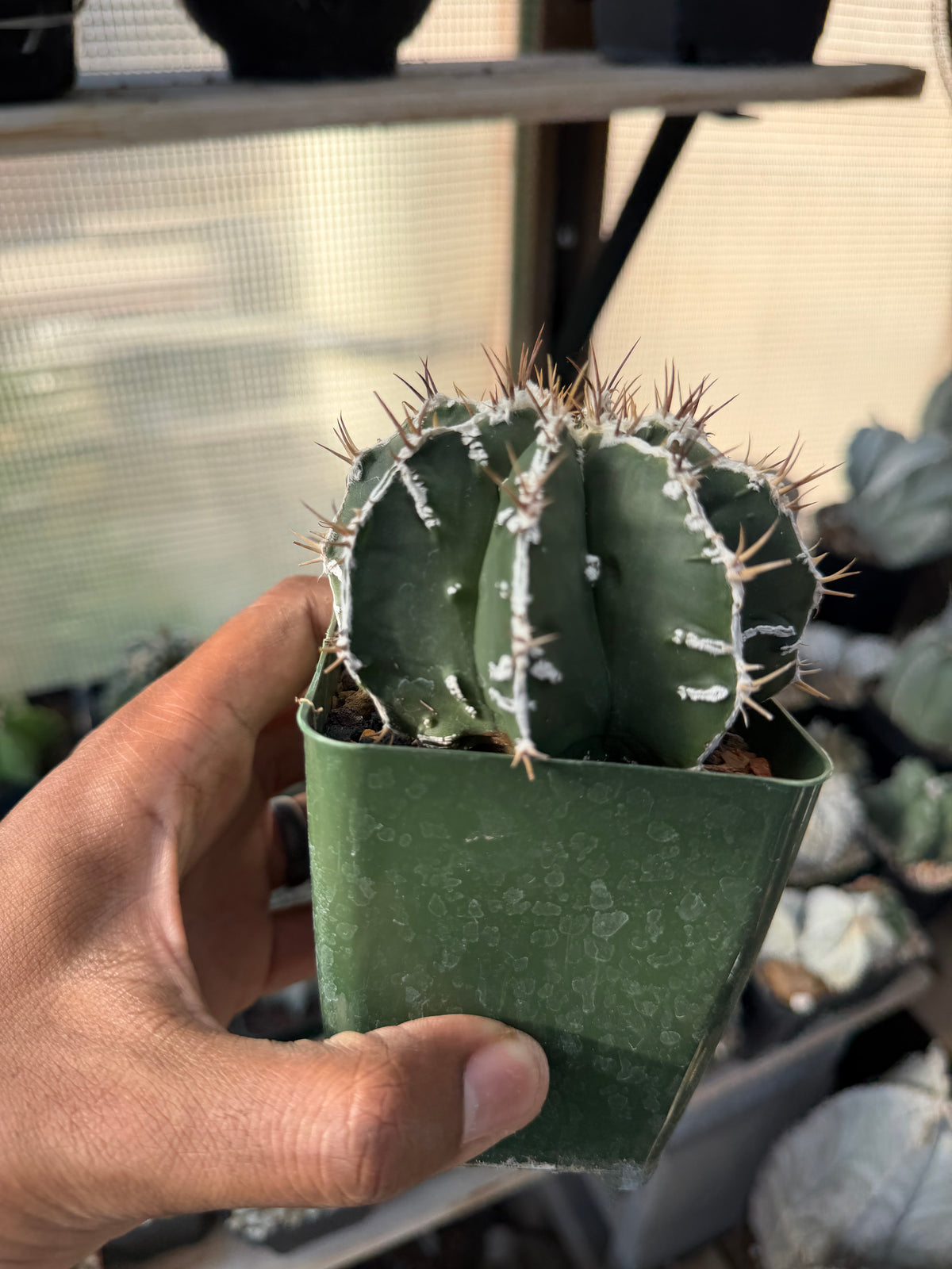 Astrophytum ornatum Fukuryu Hania
