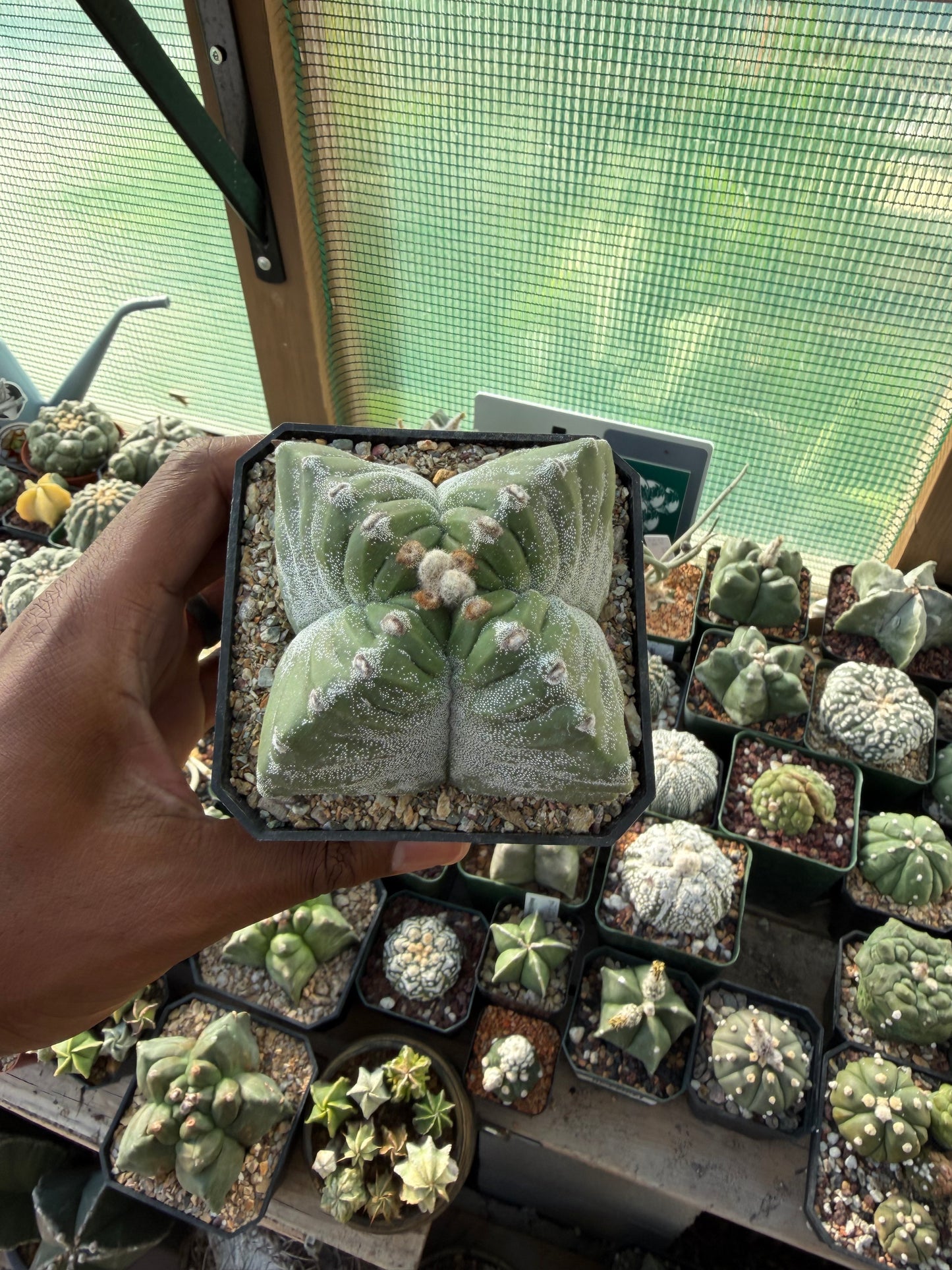 Astrophytum myriostigma Kikko Quadricostatum