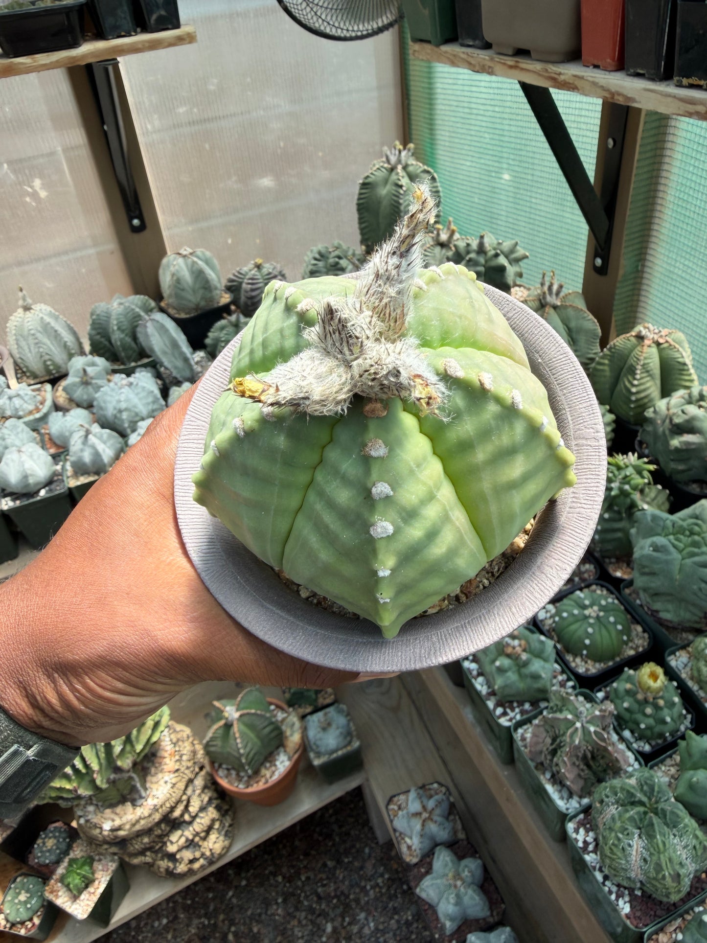 Astrophytum myriostigma strongylogonum Specimen
