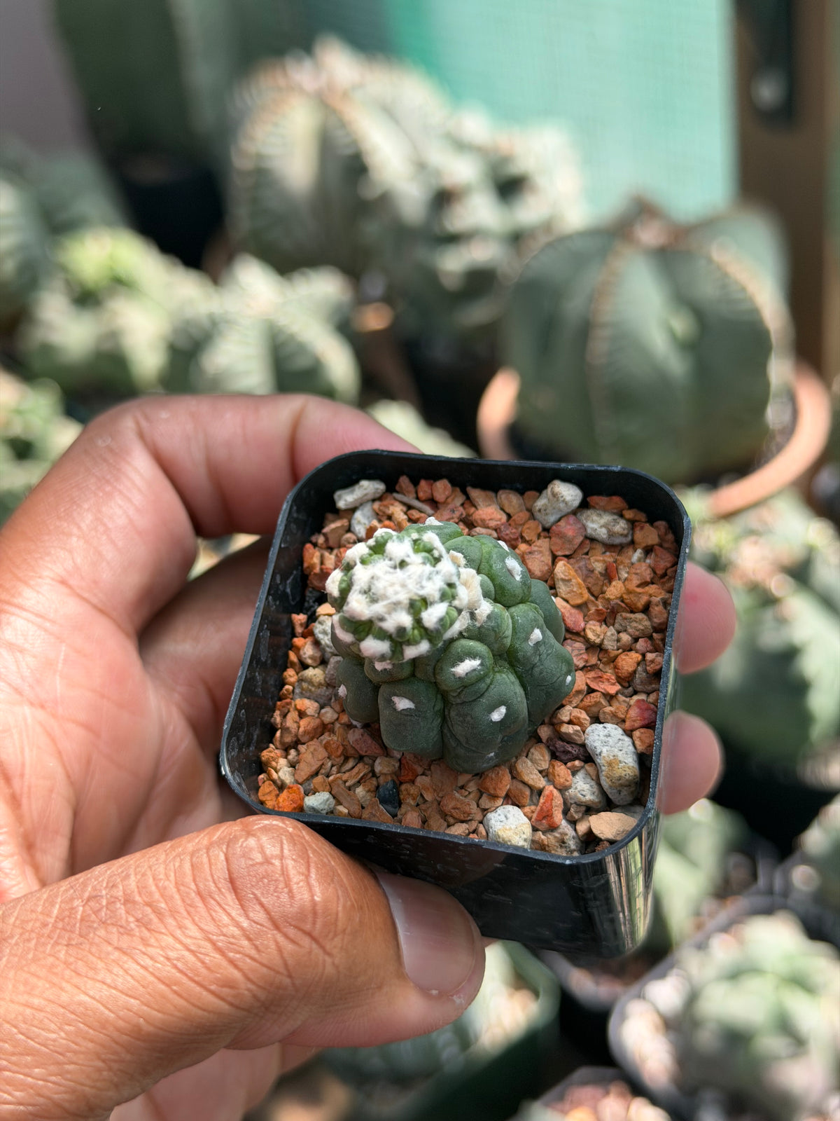 Astrophytum asterias Kikko Lizard Skin