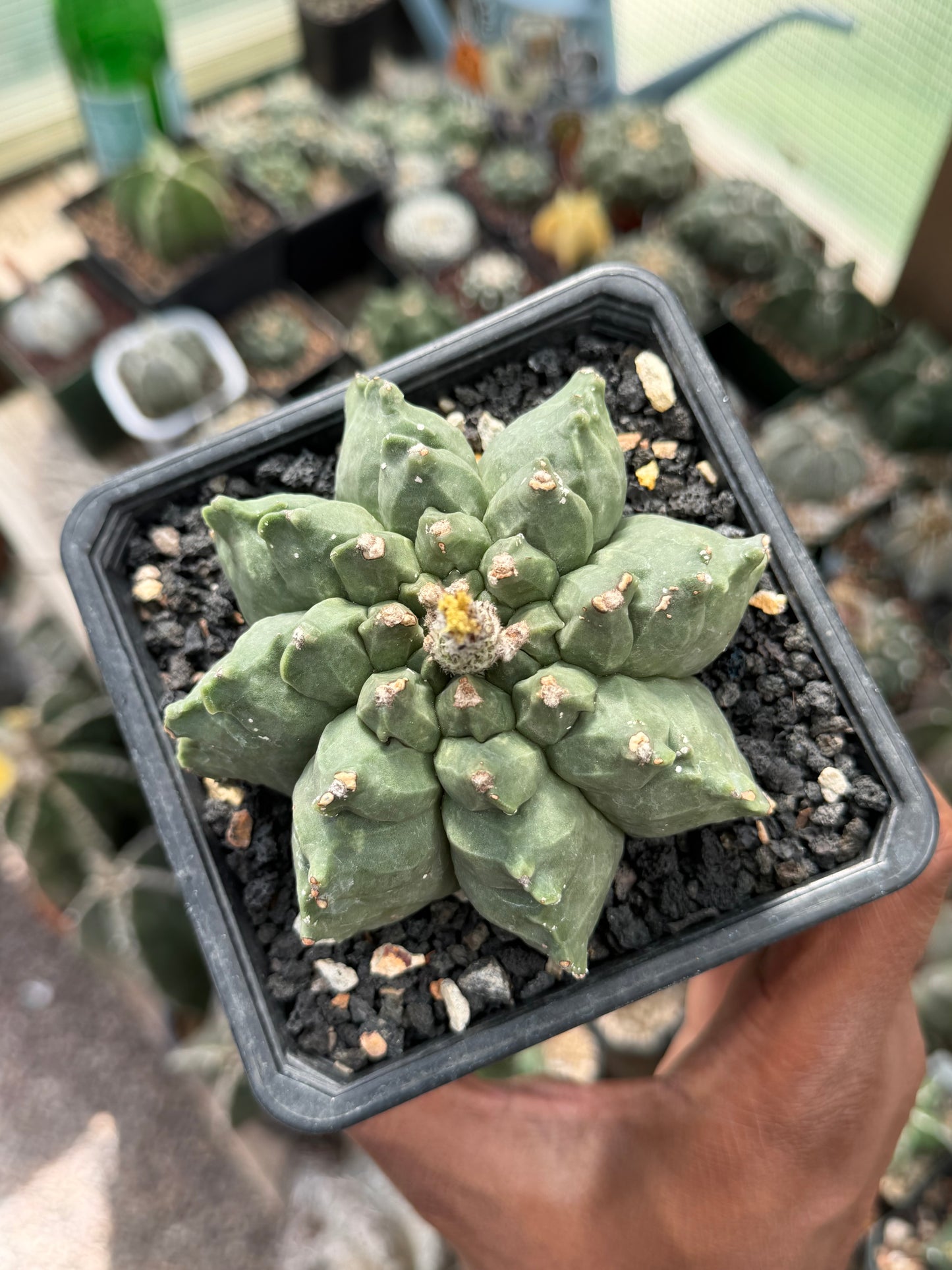 Astrophytum myriostigma Kikko Multicoastatum