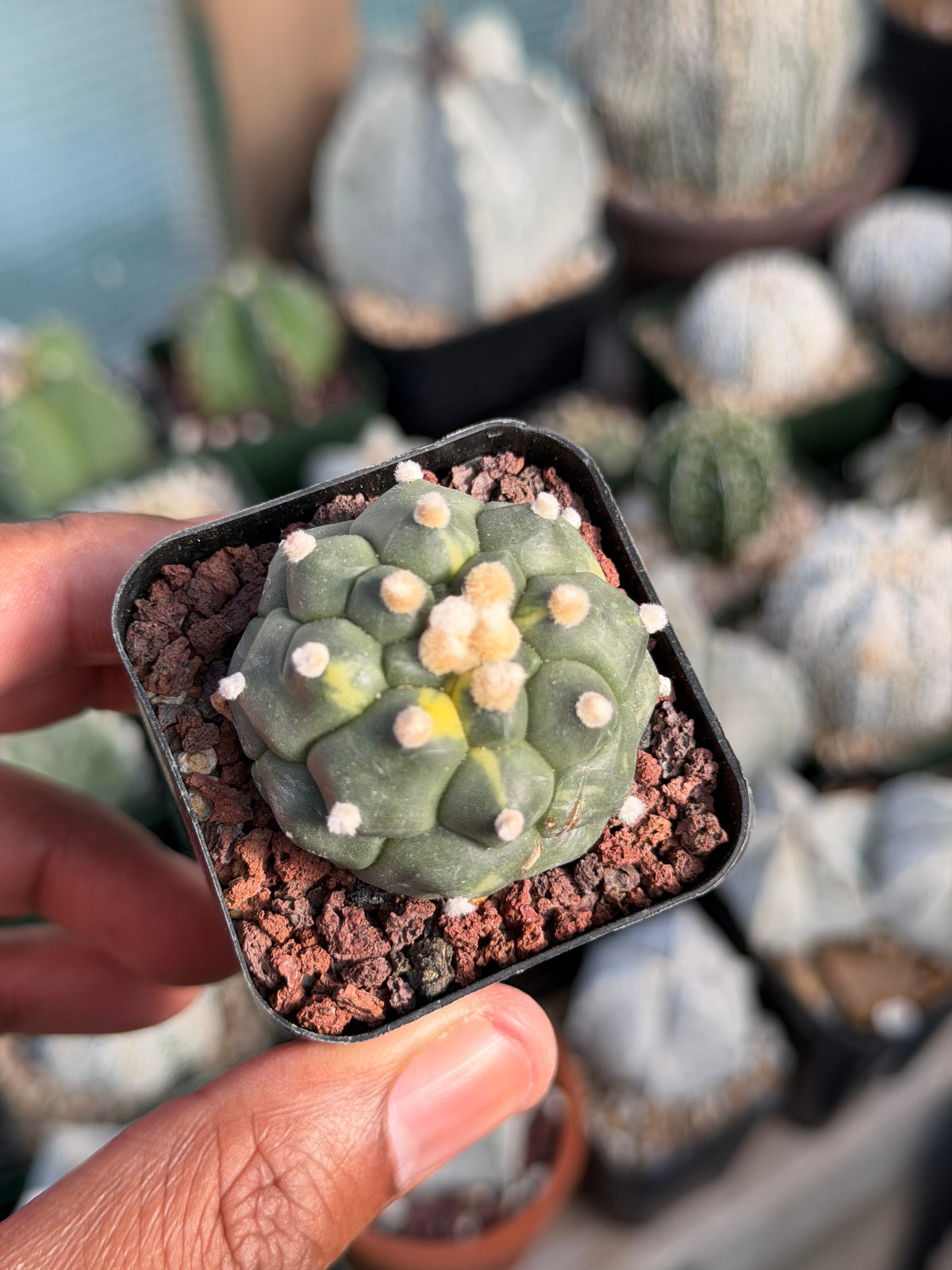 Astrophytum asterias Kikko Variegated