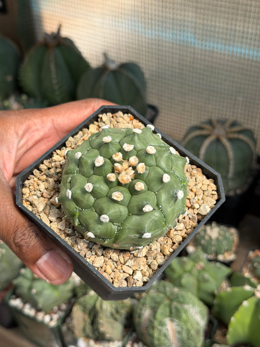 Astrophytum asterias Kikko