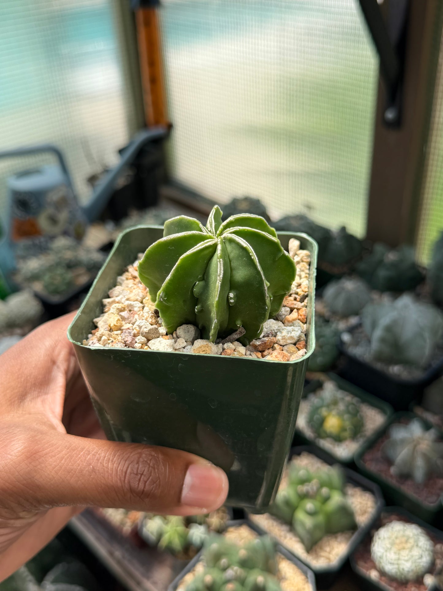 Astrophytum myriostigma Fukuryu Hakujo multicoastatum