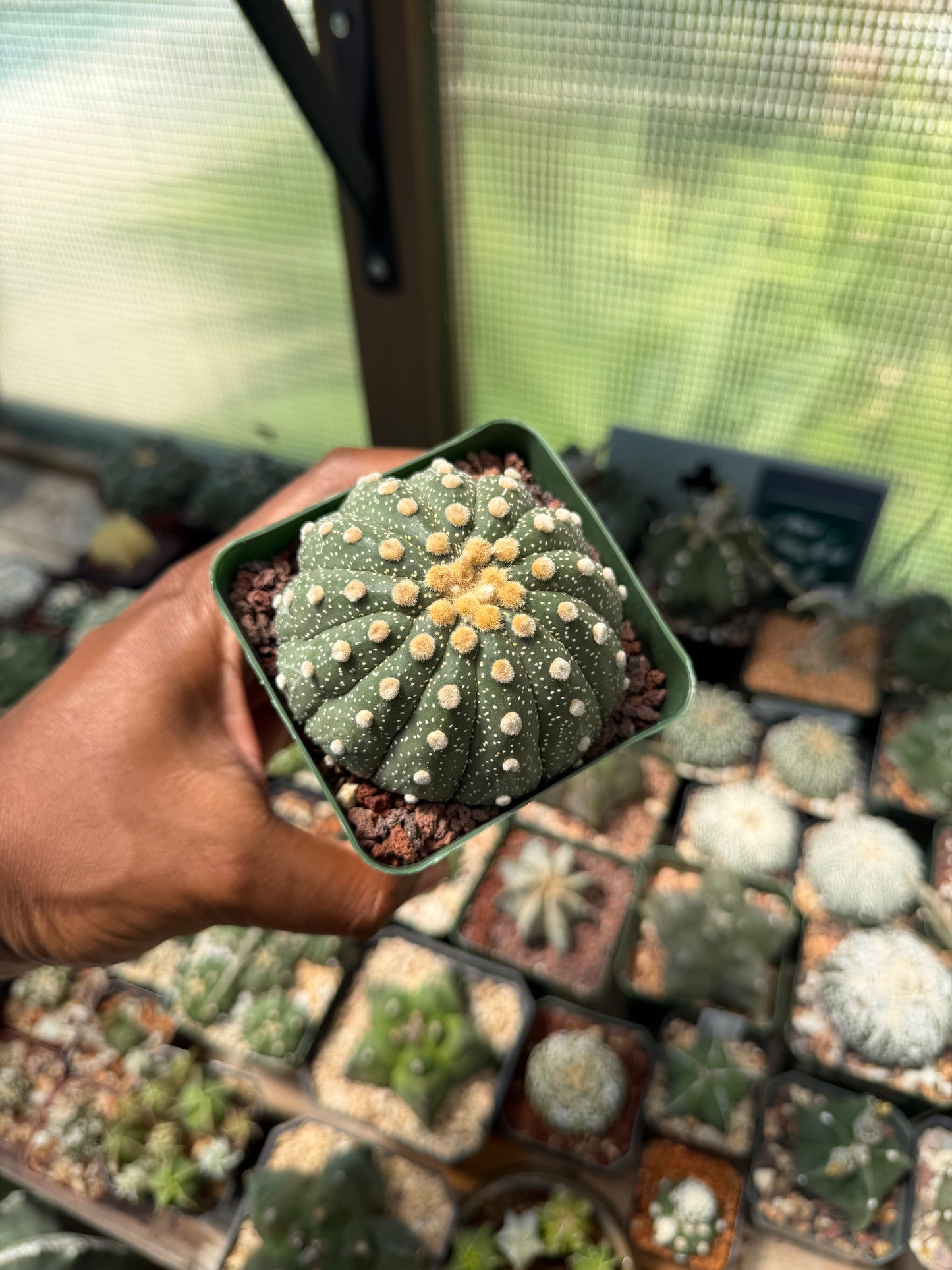 Astrophytum asterias 13 Rib