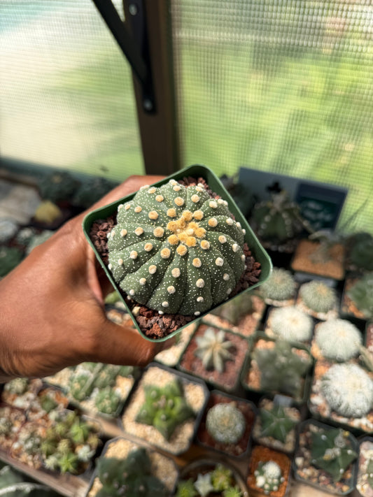 Astrophytum asterias 13 Rib