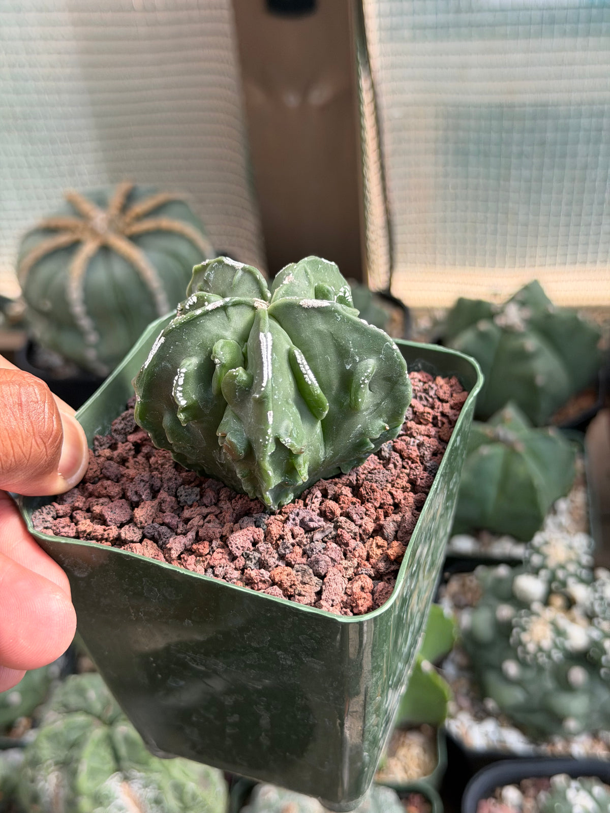 Astrophytum myriostigma Fukuryu