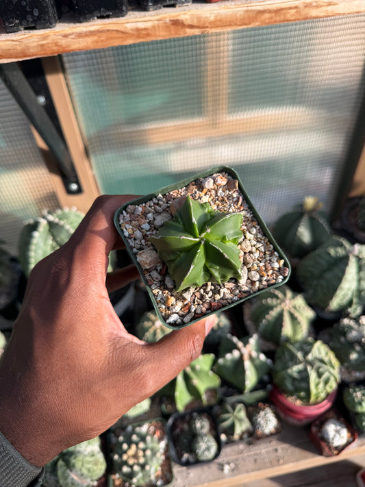Astrophytum myriostigma Fukuryu Hakujo