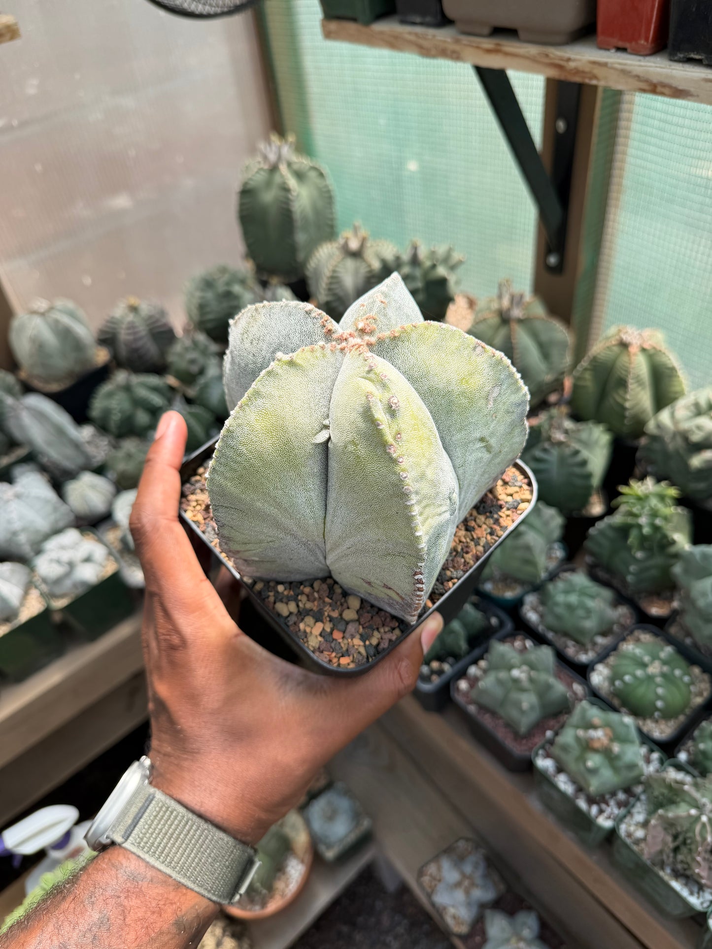 Astrophytum myriostigma Variegated