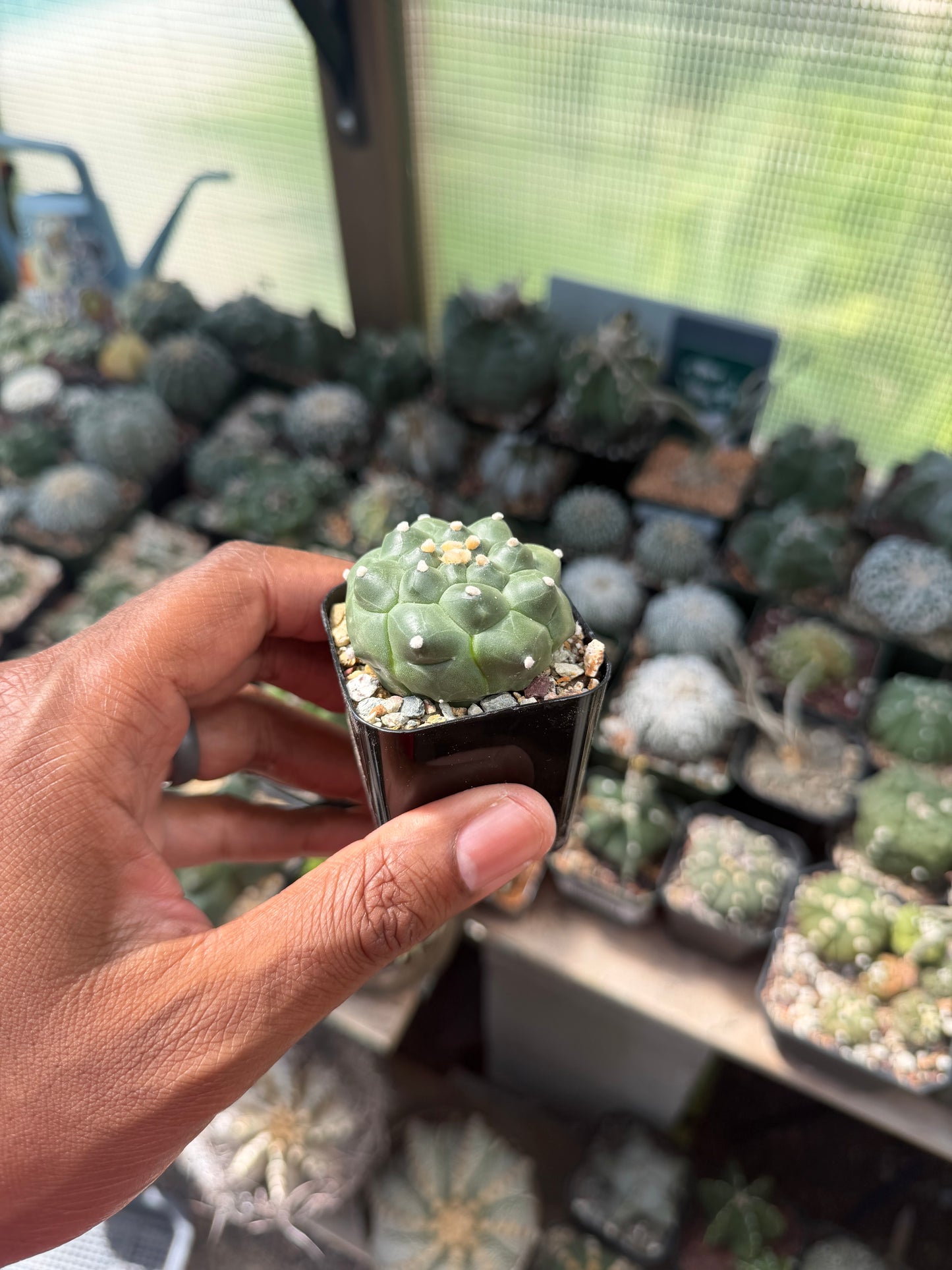 Astrophytum asterias Kikko