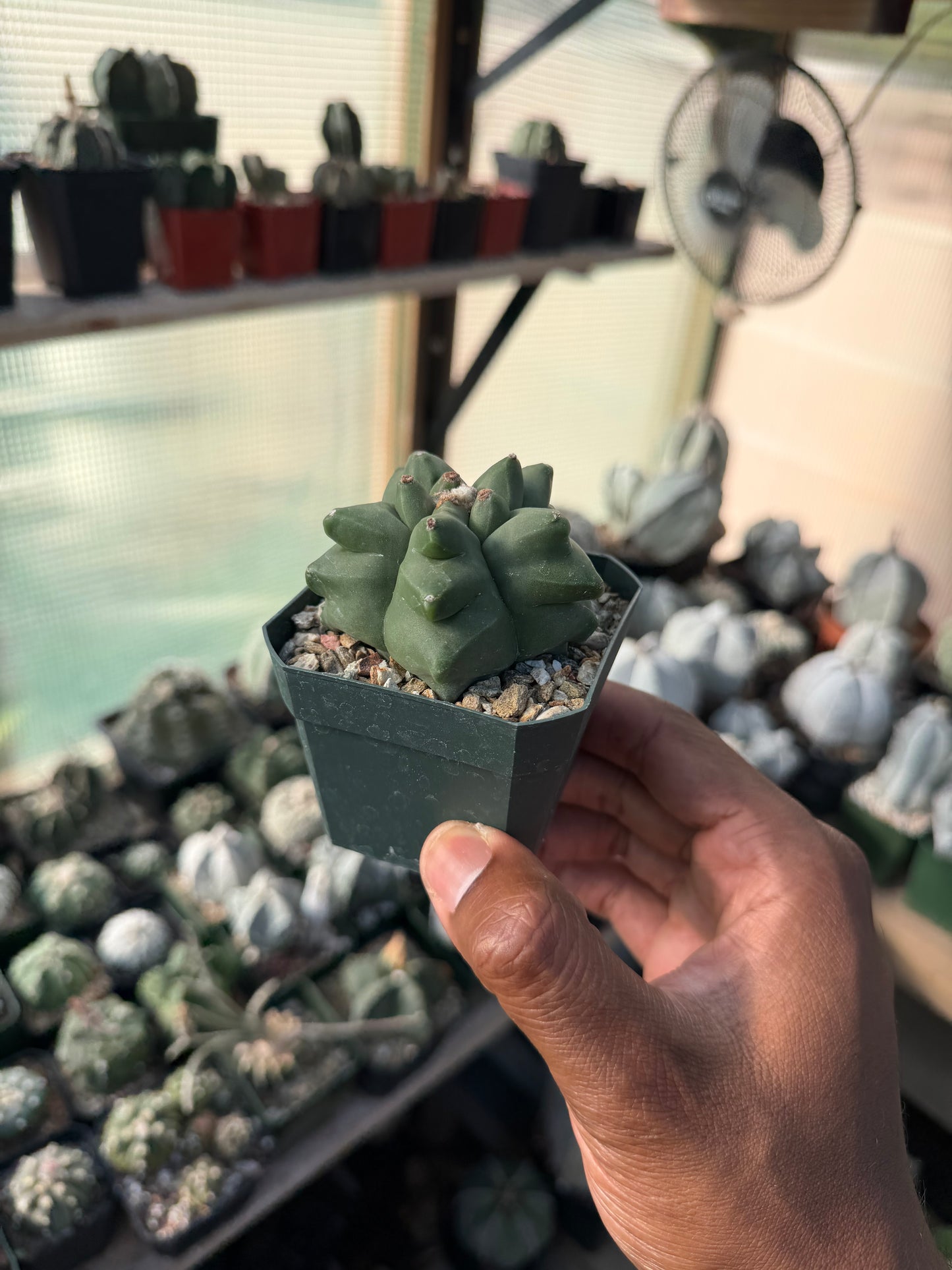 Astrophytum myriostigma Kikko