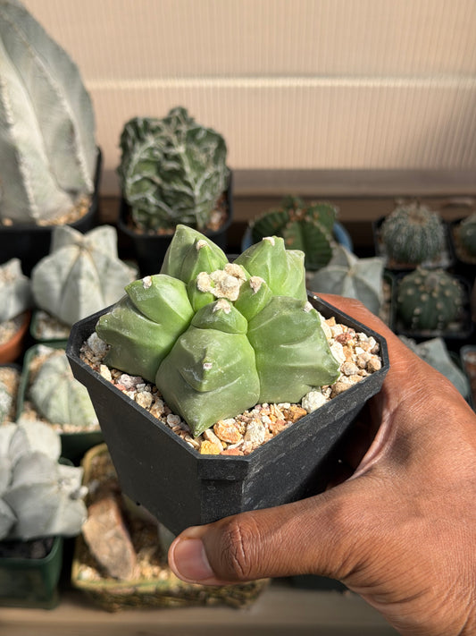 Astrophytum myriostigma Kikko