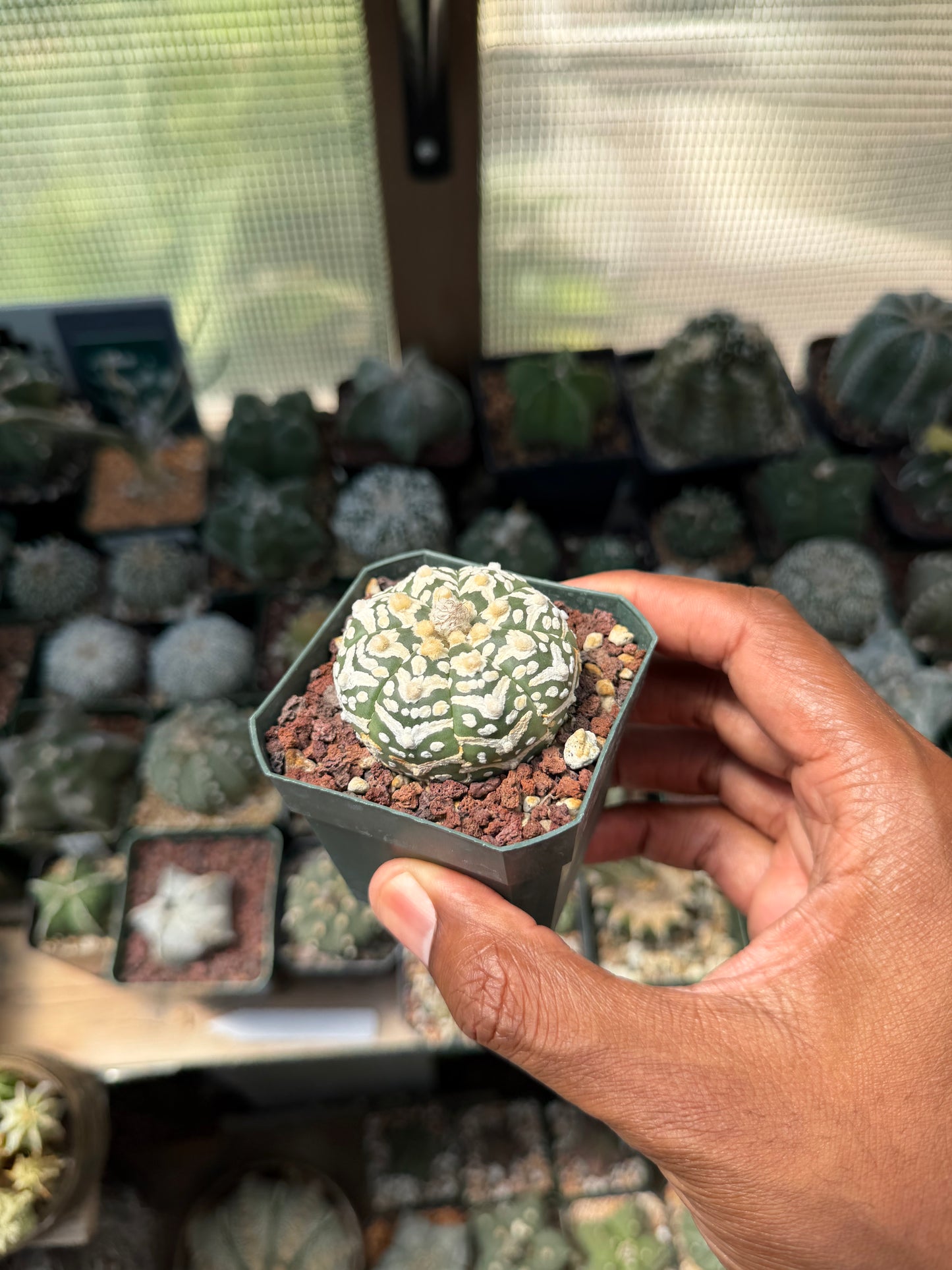 Astrophytum asterias Superkabuto V-Type