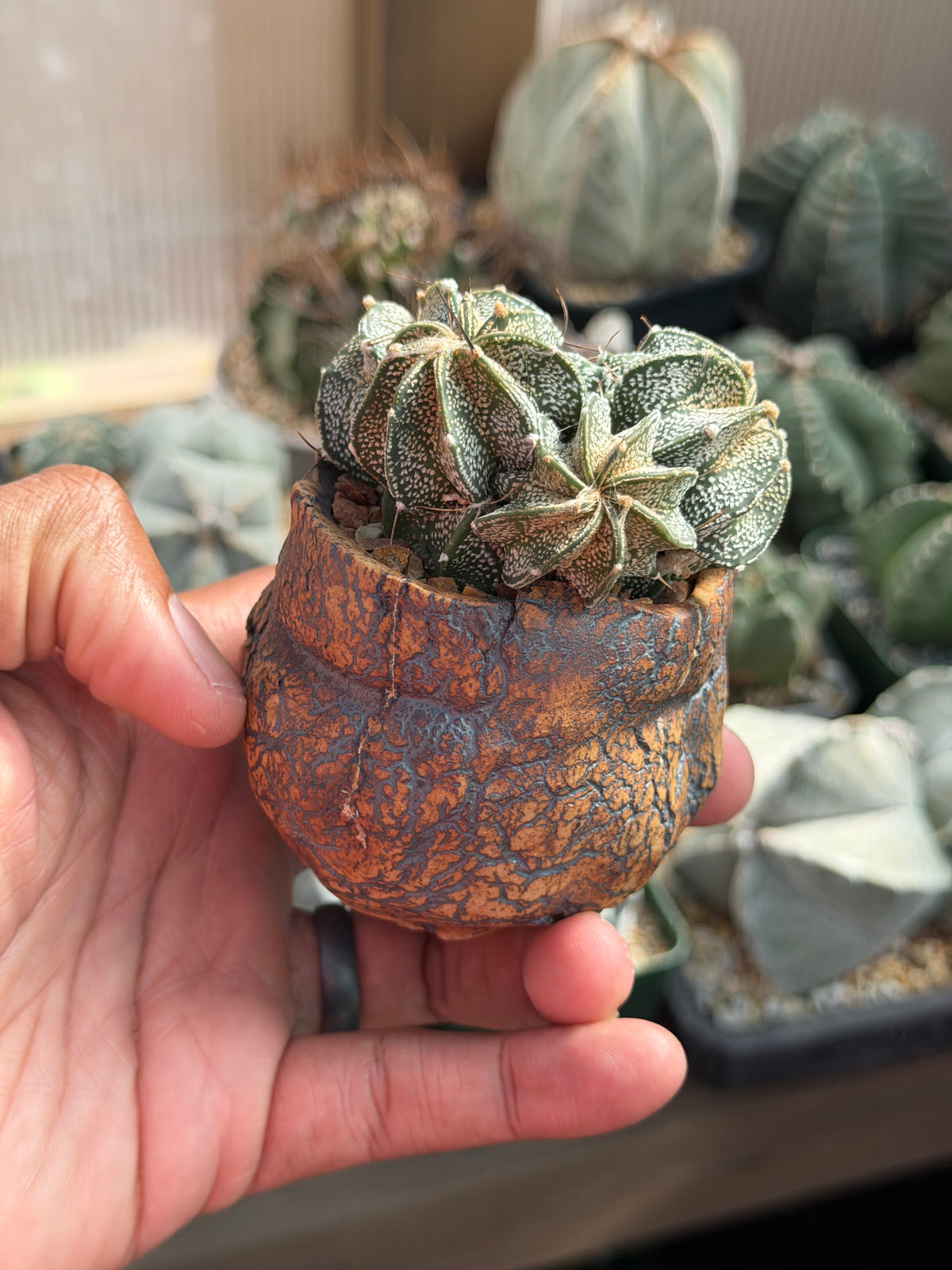 Astrophytum capricorne cluster