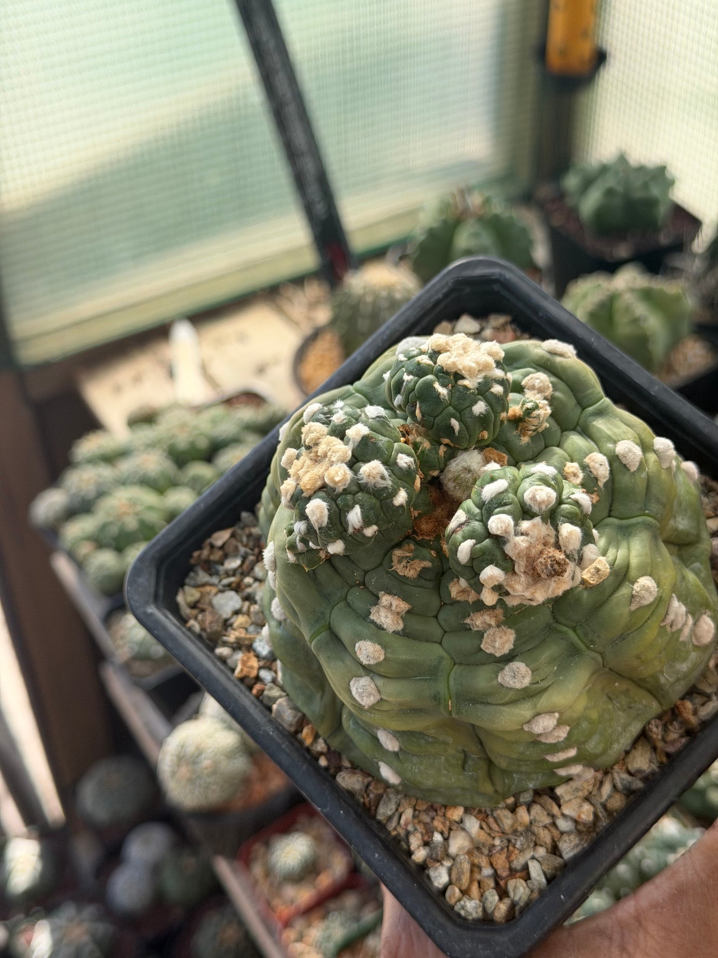 Astrophytum asterias Kikko