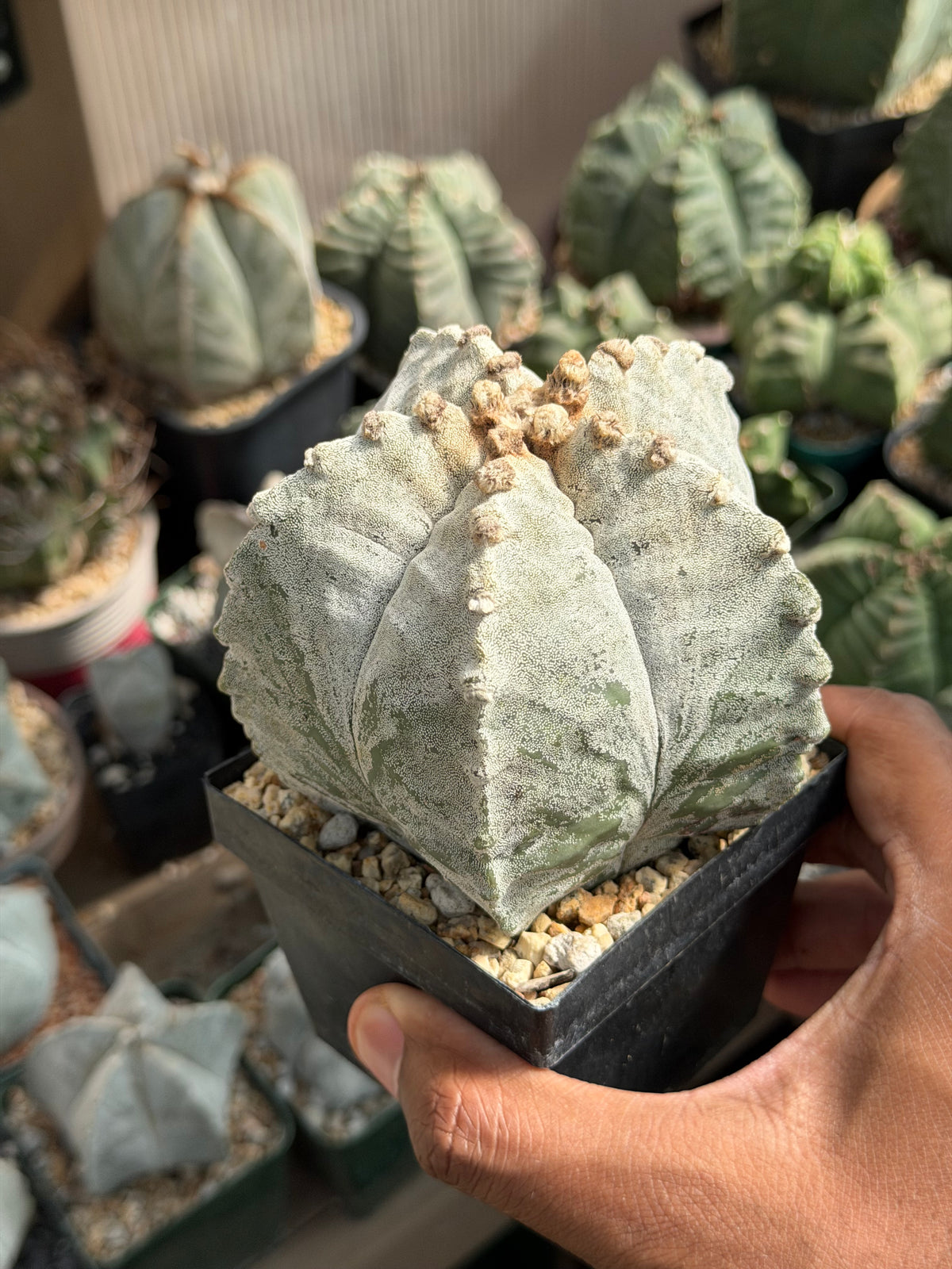 Astrophytum myriostigma strongylogonum